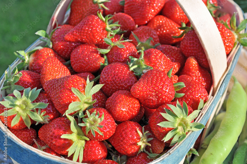 Image d'une fraise Cléry